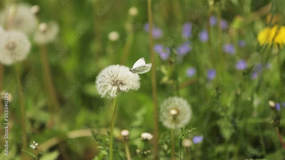 beautiful white butterfly on a dandelion beautiful white butterfly on a dandelion
