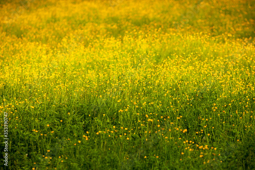 Yellow flowers in summer meadow Spring background with beautiful yellow flowers.  © romeof