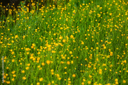 Yellow flowers in summer meadow Spring background with beautiful yellow flowers. 