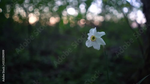 wild flower in the forest