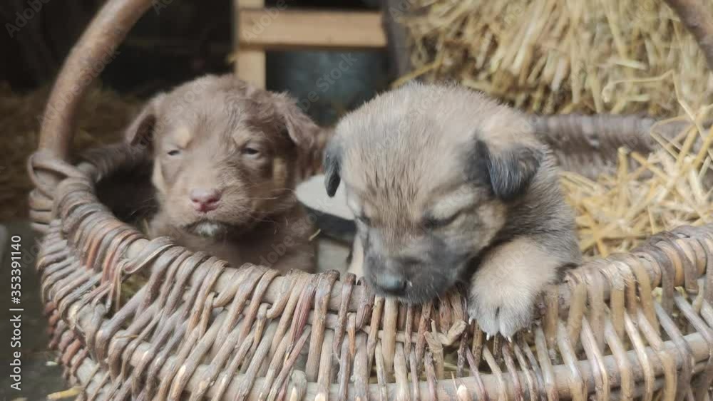 Cute puppies are trying to get out of the wicker basket. Little dogs are playing and trying to escape from the barn. Close up Cute puppies are trying to get out of the wicker basket. Little dogs are playing and trying to escape from the barn. Close up