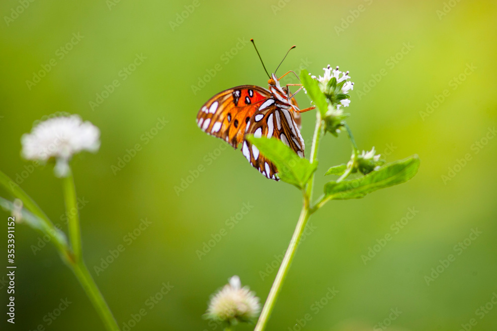 Butterflies and flowers