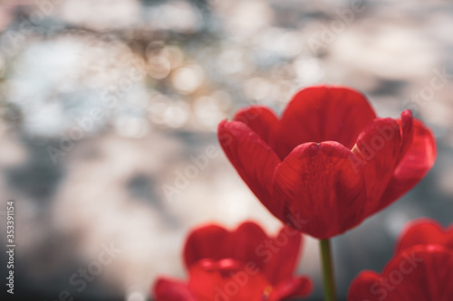 Red opened tulips on a gray background with highlights and bokeh from the water