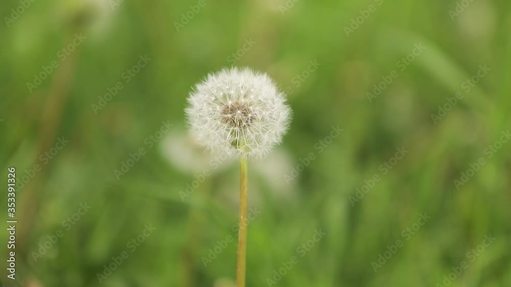 beautiful white butterfly on a dandelion beautiful white butterfly on a dandelion