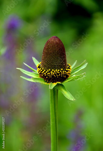 Foto rudbeckia occidentalis green wizard the plant thrives in a sunny habitat in permeable, drier sandy-loam soil