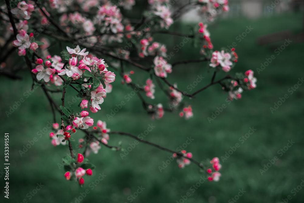 Spring, May pink, white flowers, apple orchard, trees bloom on a blurry background of green grass and rain in cloudy weather. Blooming background with copy space and tabs for text.