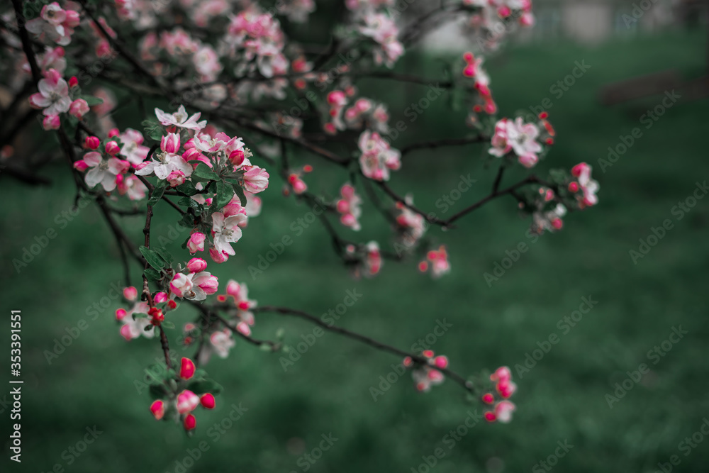 Spring, May pink, white flowers, apple orchard, trees bloom on a blurry background of green grass and rain in cloudy weather. Blooming background with copy space and tabs for text. Spring, May pink, white flowers, apple orchard, trees bloom on a blurry background of green grass and rain in cloudy weather. Blooming background with copy space and tabs for text.