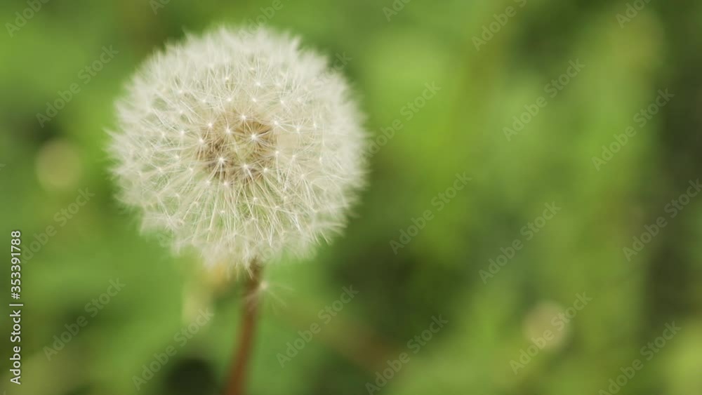 beautiful white butterfly on a dandelion beautiful white butterfly on a dandelion