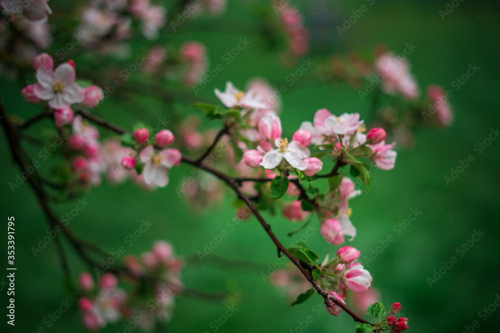 Spring, May pink, white flowers, apple orchard, trees bloom on a blurry background of green grass and rain in cloudy weather. Blooming background with copy space and tabs for text. Spring, May pink, white flowers, apple orchard, trees bloom on a blurry background of green grass and rain in cloudy weather. Blooming background with copy space and tabs for text.