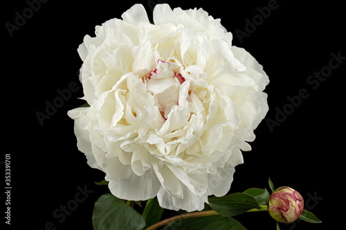 Fototapeta Naklejka Na Ścianę i Meble -  White flower of peony, isolated on black background