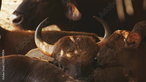 Goa, India. Gaur Bull, Bos Gaurus Or Indian Bison. It Is The Largest Species Among The Wild Cattle. In Malaysia, It Is Called Seladang, And Pyaung In Myanmar photo