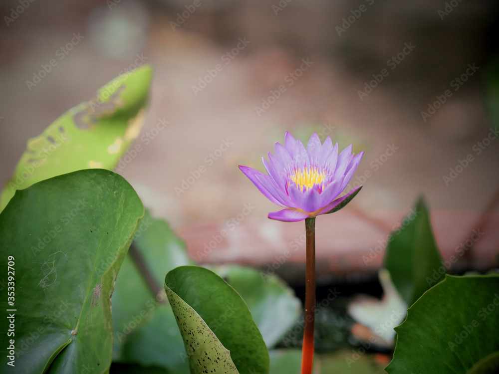 Obraz premium lotus flower