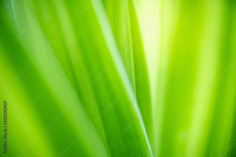 Nature of green leaf in garden at summer. Natural green leaves plants using as spring background cover page greenery environment ecology wallpaper Nature of green leaf in garden at summer. Natural green leaves plants using as spring background cover page greenery environment ecology wallpaper