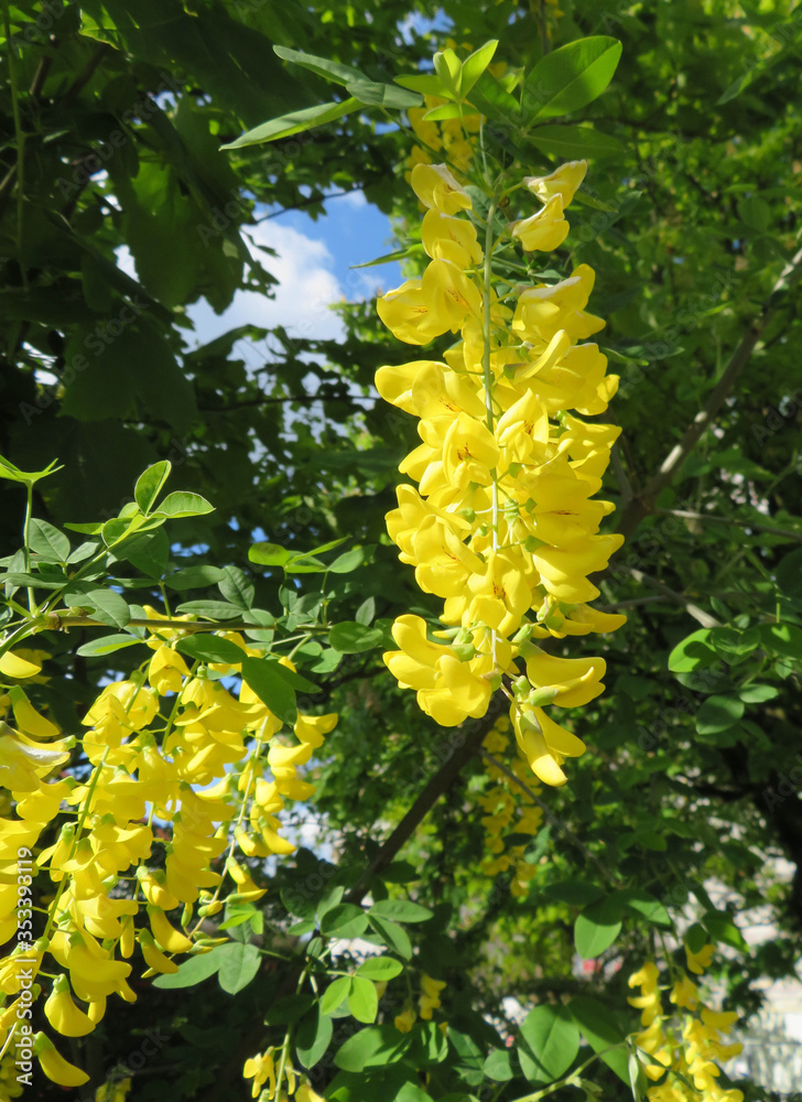 closeup of yellow flowers of laburnum closeup of yellow flowers of laburnum