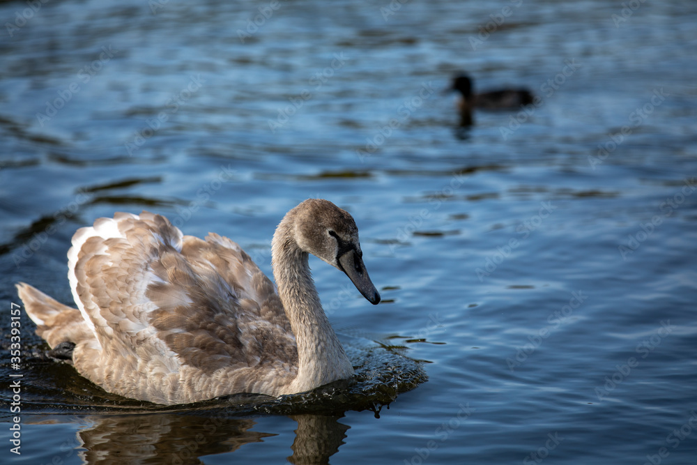 Cygnet swimming