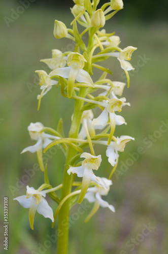berg waldhyazinthe , Platanthera chlorantha , seltene heimische orchideenart , Fundort grünes band nähe lüderbach in nordhessen