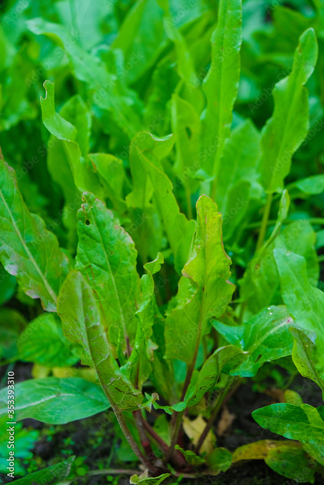 Sorrel leaves in the soil on a sunny morning in Ukrainian agriculture. Healthy eating concept. Copy space. Vertical image. Sorrel leaves in the soil on a sunny morning in Ukrainian agriculture. Healthy eating concept. Copy space. Vertical image.