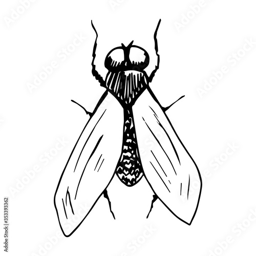 Simple vector black and white freehand drawing. Insect fly, ink sketch.