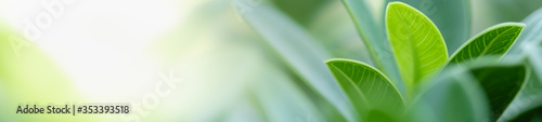 Nature of green leaf in garden at summer. Natural green leaves plants using as spring background cover page greenery environment ecology wallpaper