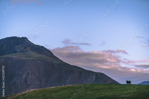 Sheep in front of beautiful Iceland Panorama