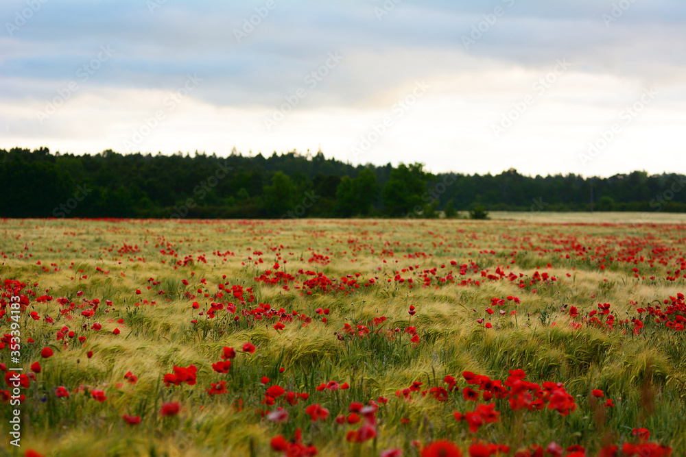 Summer sunrise over field with poppy flowers on the island of Gotland, Sweden