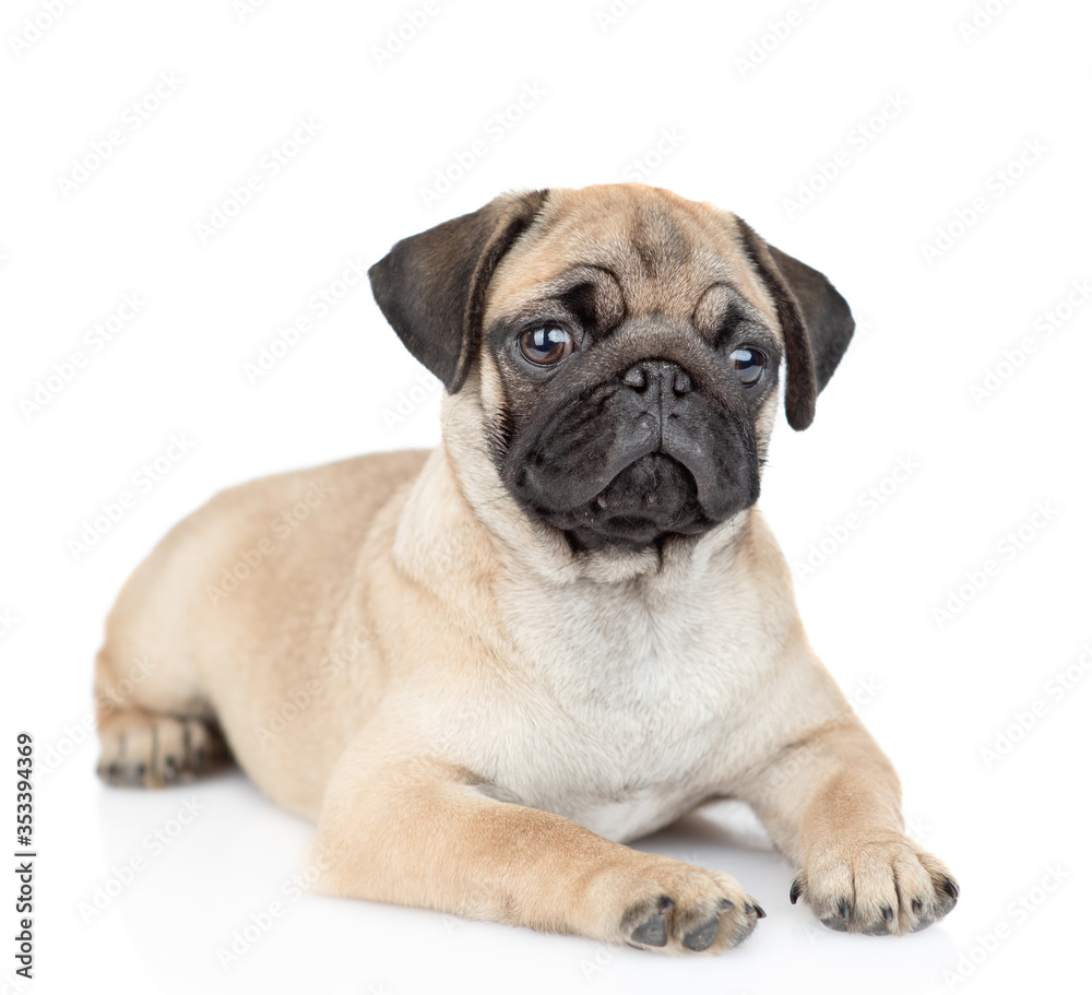 Pug puppy lies and looks at camera. isolated on white background