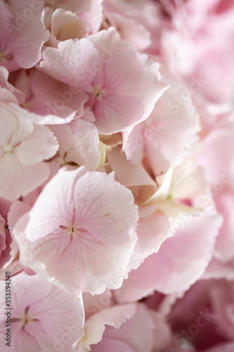 Light tender pink hydrangea bouquet  closeup photo