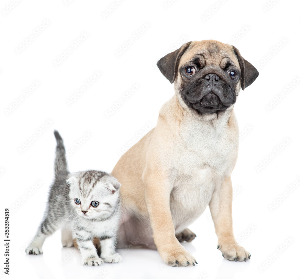 Pug puppy sits with scottish kitten and looks at camera. isolated on white background