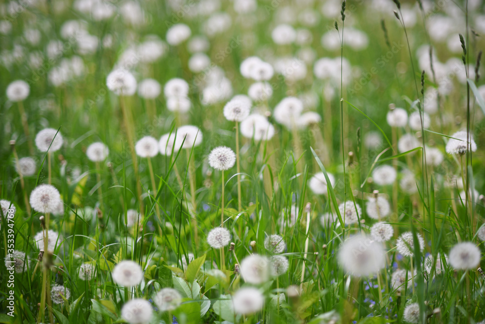White dandelion in green grass