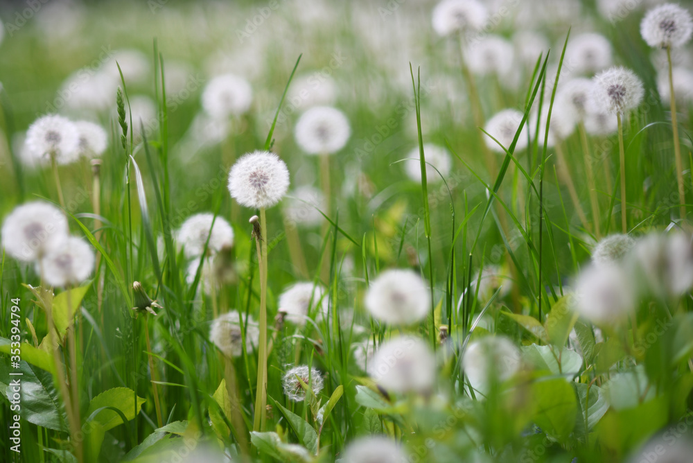 White dandelion in green grass White dandelion in green grass