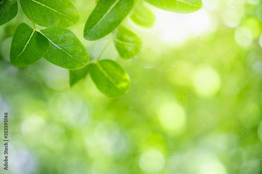 Nature of green leaf in garden at summer. Natural green leaves plants using as spring background cover page greenery environment ecology wallpaper Nature of green leaf in garden at summer. Natural green leaves plants using as spring background cover page greenery environment ecology wallpaper