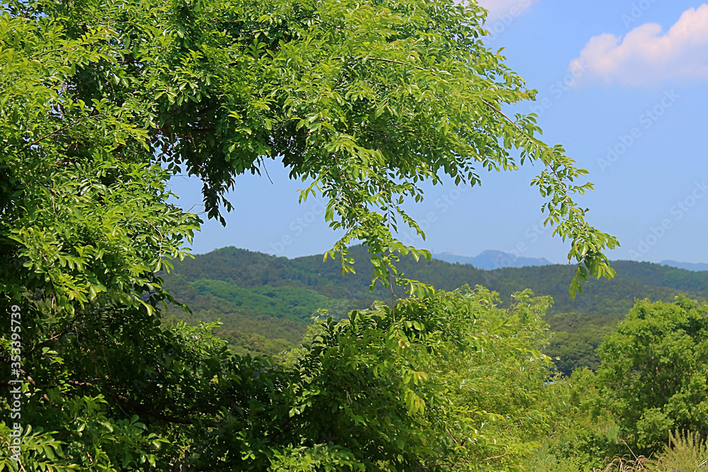 Obraz premium 먼산과 푸른나무가지