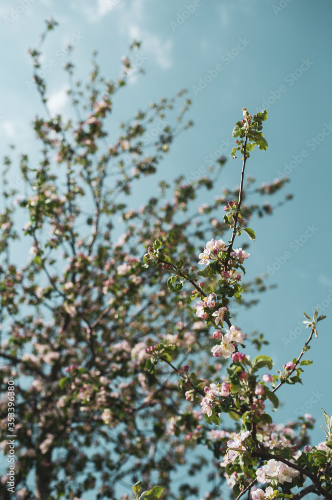 Blossoming branch of apple tree on a background of blue sky, spring floral background, the beauty of nature Blossoming branch of apple tree on a background of blue sky, spring floral background, the beauty of nature