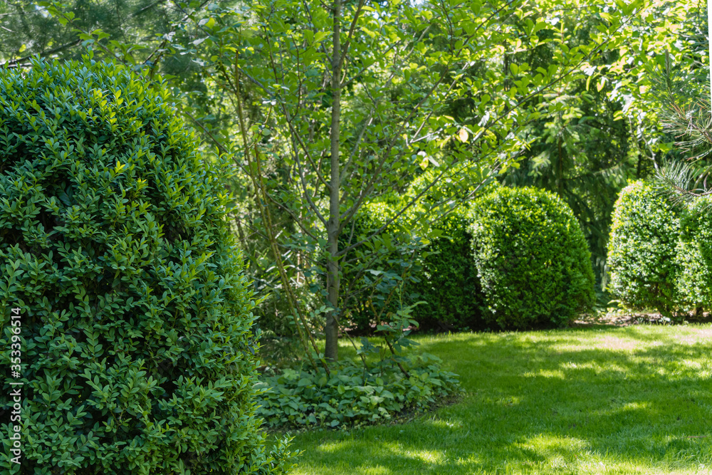 Boxwood, European box or boxwood in spring garden. Evergreen landscaped garden. Close-up. Nature of North Caucasus. Evergreen shrub. Hedge, landscape design background.