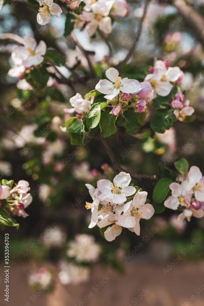 Fototapeta premium Blossoming branch of apple tree, spring floral background, beauty of nature