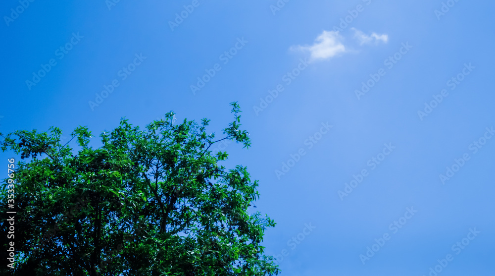 Obraz premium This is the most beautiful picture of blue sky, trees.