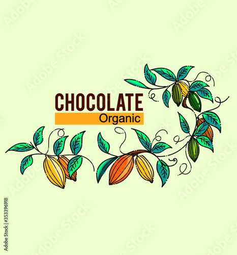 Cocoa plant illustration. Chocolate cocoa.