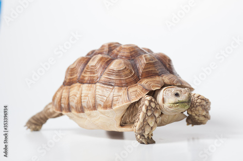 African species of spurred tortoise (Centrochelys sulcata) isolate on white background