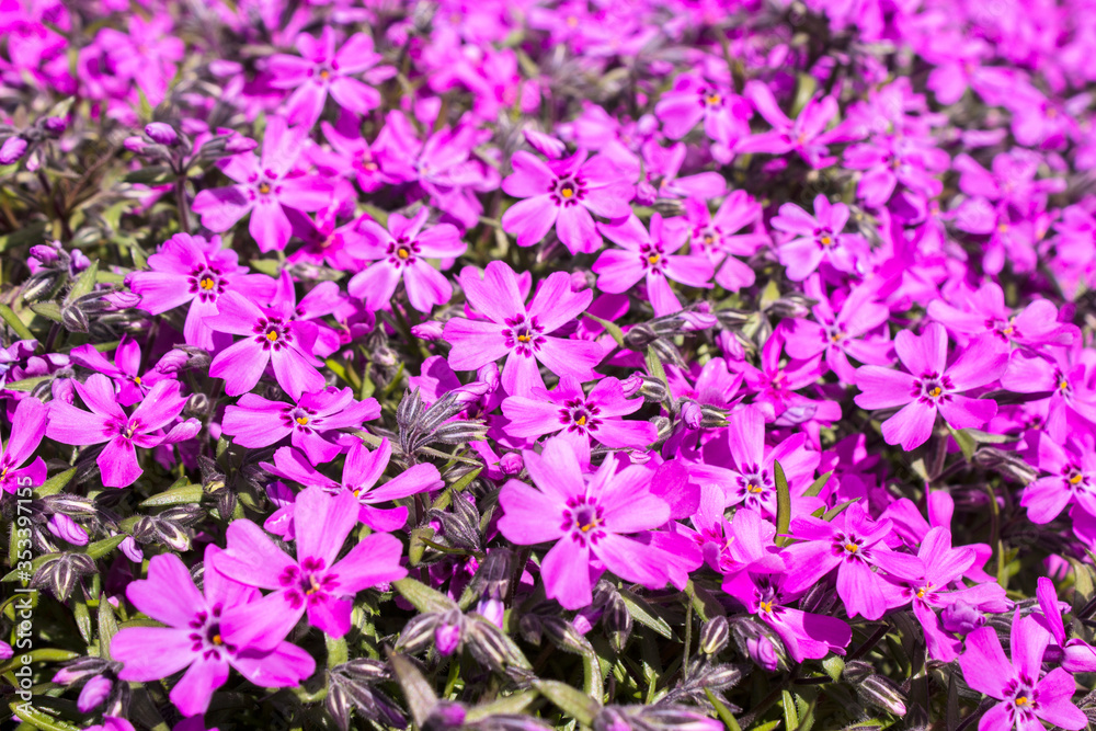 Bright pink and purple phlox flowers, floral background Bright pink and purple phlox flowers, floral background