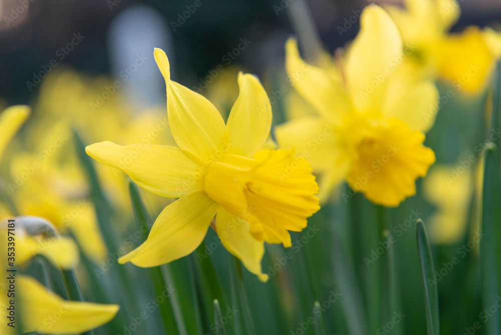 Daffodils in spring Daffodils in spring