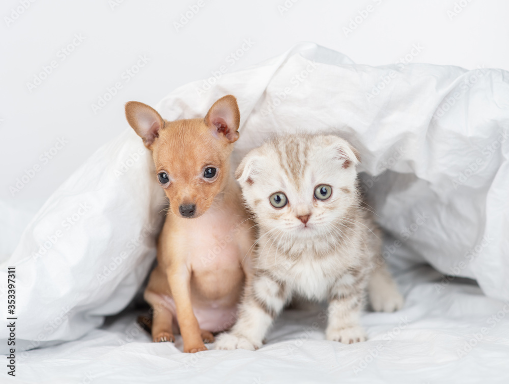 Toy terrier puppy and scottish kitten sit together under warm blanket on a bed at home