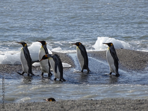 Der Alltag der K  nigspinguine in S  dgeorgien