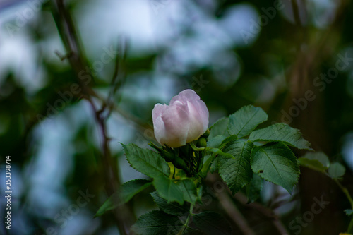 pink magnolia flower