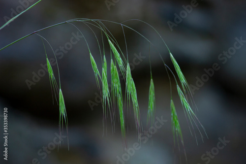 grass in the wind