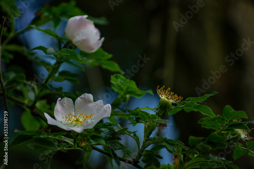 white magnolia flower