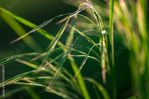 close up of grass