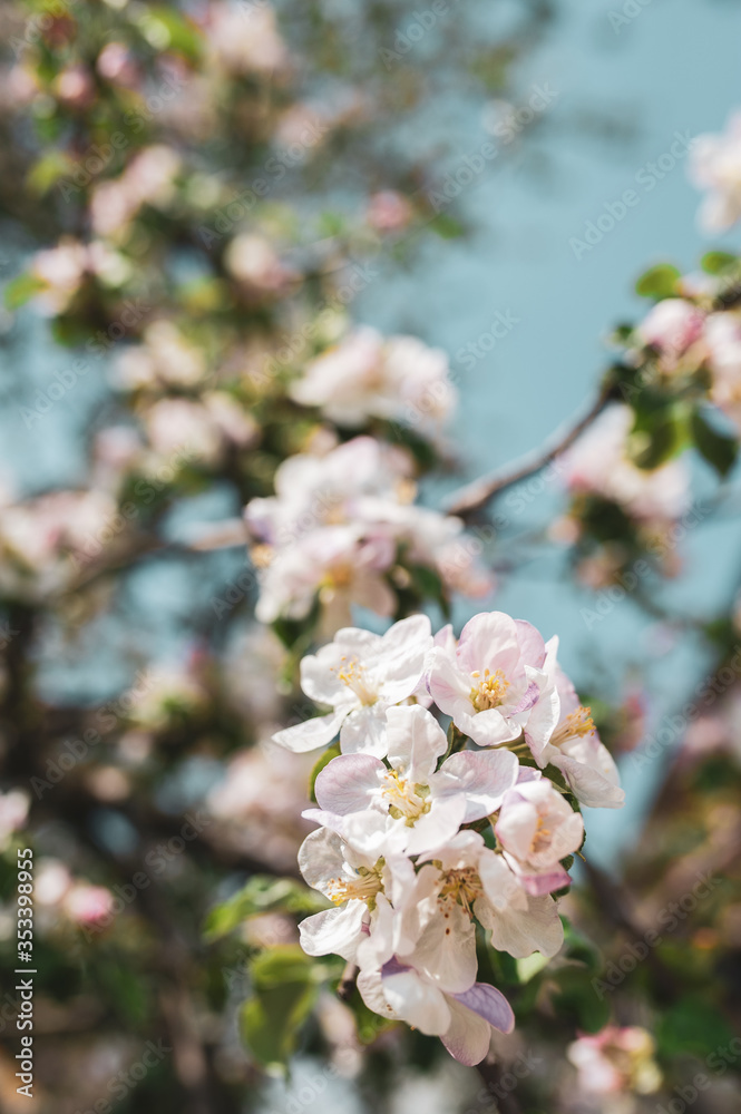 Blossoming branch of apple tree on a background of blue sky, spring floral background, the beauty of nature