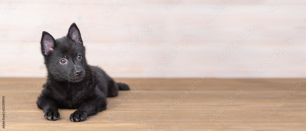 Schipperke puppy lies in front view on the floor at home. Empty space for text Schipperke puppy lies in front view on the floor at home. Empty space for text