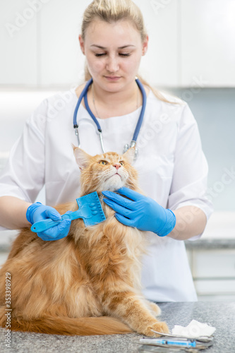 Fototapeta Naklejka Na Ścianę i Meble -  Veterinarian is combing cat with brush in a clinic