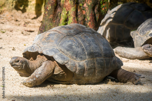 The closeup image of Aldabra giant tortoise(Aldabrachelys gigantea) . It is from the islands of the Aldabra Atoll in the Seychelles, is one of the largest tortoises in the world